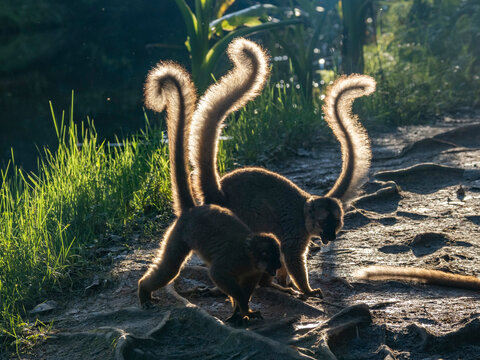 Captive red-fronted brown lemurs explore the ground on Lemur Island in Madagascar during daylight hours