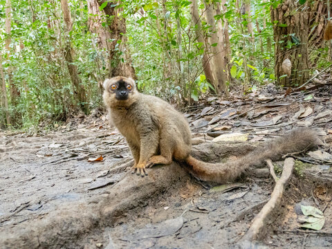 Red-fronted brown lemur rests on Lemur Island in Madagascar during the day