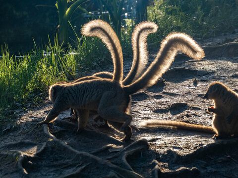 Captive red-fronted brown lemurs explore the ground on Lemur Island in Madagascar during daylight hours