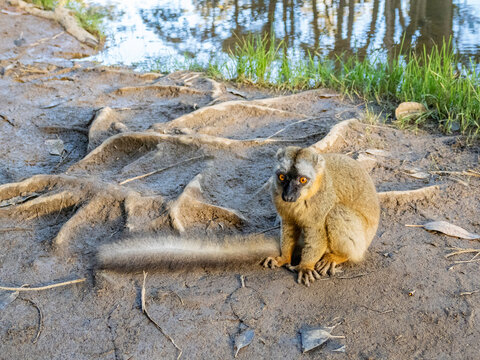 Captive red-fronted brown lemur rests on ground near water on Lemur Island in Madagascar