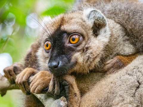 Red-fronted brown lemur resting on Lemur Island at daytime under natural light in Madagascar