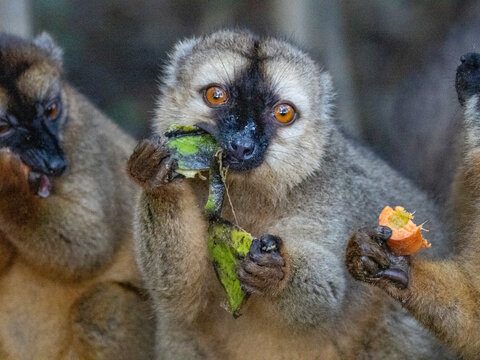 Captive red-fronted brown lemur enjoys food while on Lemur Island in Madagascar during the day