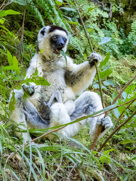 Mother and baby Verreauxs sifaka feed in a bush while resting in a national park in Madagascar