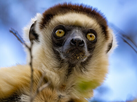 Verreauxs sifaka rests in a tree and looks down in Madagascar&rsquo;s Zombitse-Vohibasia National Park