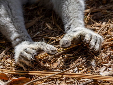 Adult ring-tailed lemur displays its paws while resting on the ground in Lemur Park during a sunny day in Madagascar