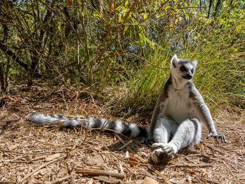 Ring-tailed lemur sits on the ground in Lemur Park in Antanavarino Madagascar during a sunny day observing its surroundings
