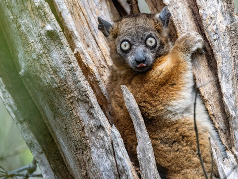 Zombitse sportive lemur resting in a tree in Zombitse-Vohibasia National Park Madagascar