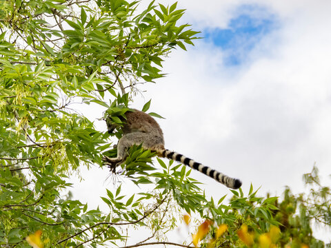 Ring-tailed lemur leaps between branches in Madagascar