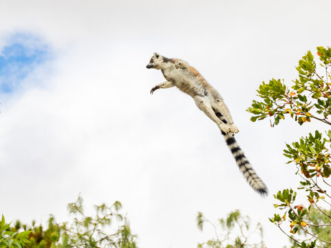 Ring-tailed lemur jumps between trees in Lemur Park in Madagascar during daylight