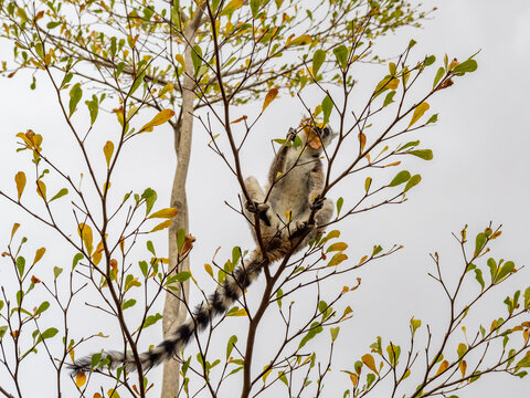 Ring-tailed lemur resting on branches in a tree within a park in Madagascar