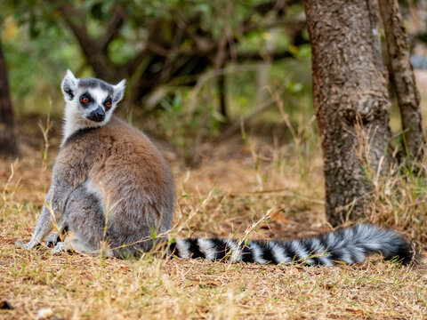 Captive ring-tailed lemur resting on the ground in a park in Madagascar during daylight hours