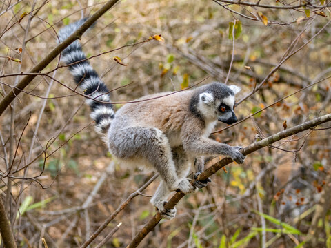 Ring-tailed lemur sitting and climbing in a tree at Lemur Park in Madagascar during daytime