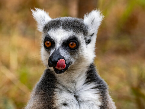 Captive ring-tailed lemur feeding on the ground in Lemur Park while showcasing its natural behavior in Madagascar