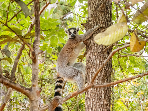 Ring-tailed lemur climbs a tree while resting in its habitat in Madagascar