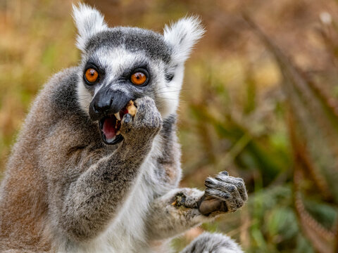 Ring-tailed lemur eats on the ground in Lemur Park in Madagascar during a sunny day