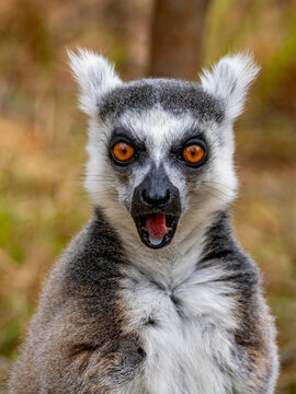 Ring-tailed lemur sits with open mouth in Lemur Park in Madagascar during daylight hours