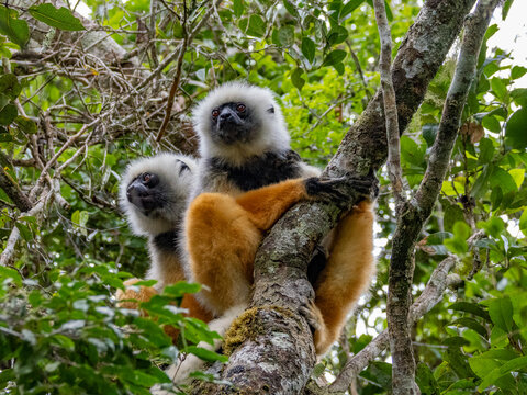 Adult diademed sifaka resting in a tree in Madagascar during the day