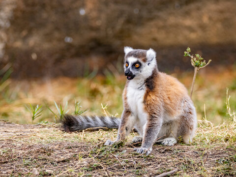 Ring-tailed lemur sitting on the ground in Anja Community Reserve, Madagascar during daytime hours