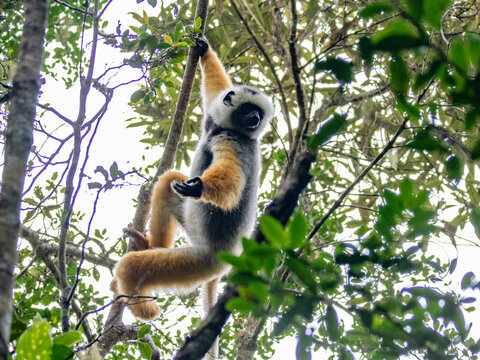 Adult diademed sifaka climbs a tree in Madagascar while searching for food in the forest canopy