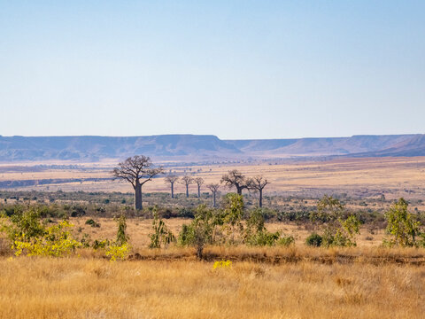 Za baobab trees grow in the landscape near Zombitse-Vohibasia National Park in Madagascar with a clear sky overhead
