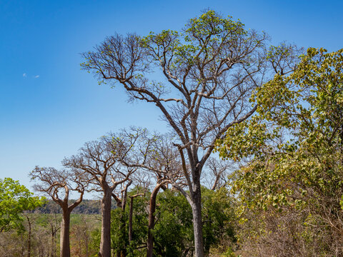 Fony baobab trees grow in Anjajavy Private Reserve with blue sky in Madagascar during dry season
