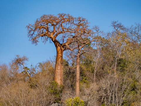 Fony baobab trees, Adansonia rubrostipa, growing in Anjajavy Private Reserve in Madagascar under a clear blue sky