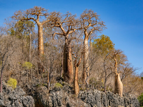 Fony baobab trees growing in the Anjajavy Private Reserve in Madagascar under a blue sky