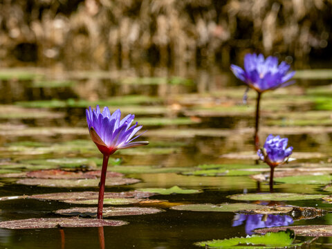 Blue lotus plants grow in water at Anjajavy Private Reserve in Madagascar during daylight hours