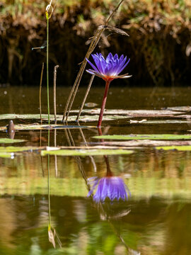 Blue lotus plants grow in water at Anjajavy Private Reserve in Madagascar with reflections in the water