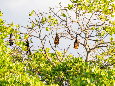 Madagascan flying foxes roosting in trees during the day in a forest reserve in Madagascar
