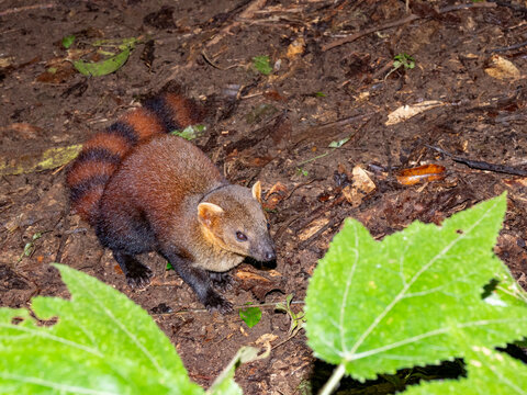 Ring-tailed mongoose explores the forest floor in Madagascar during daylight