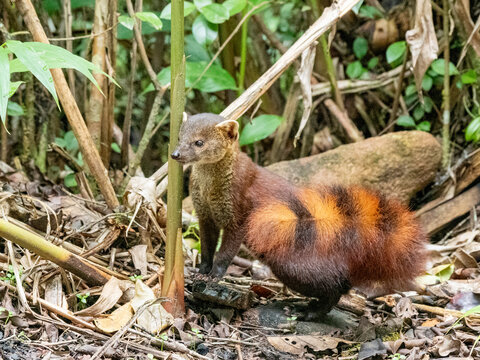 Ring-tailed mongoose observes surroundings in Ranomafana National Park in Madagascar