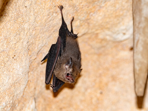 Roosting western sheath-tailed bat hanging in Sakalavas Cave, Madagascar during twilight hours
