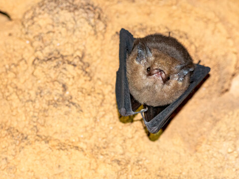 Roosting western sheath-tailed bat in Sakalavas Cave in Madagascar at sunset