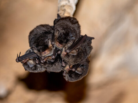 Roosting western sheath-tailed bats gather in Sakalavas Cave within Anjajavy Private Reserve in Madagascar during a quiet moment