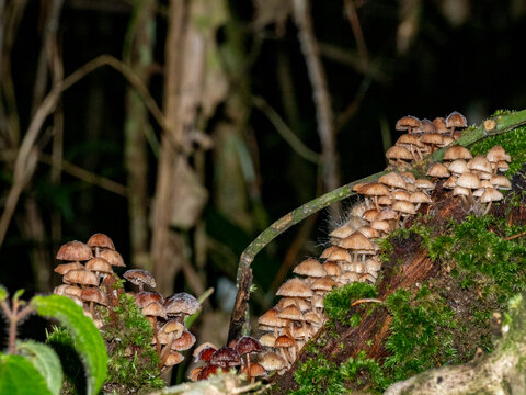 Dark-footed tiny pore fungus Microporus affinis found in lush green forest