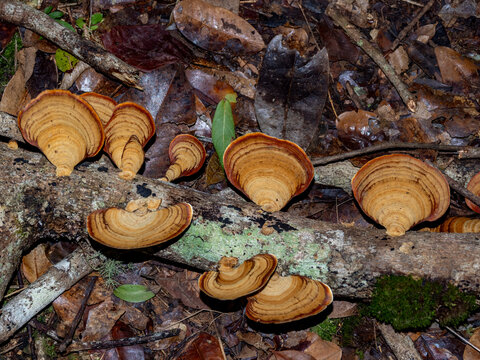 Group of dark-footed tiny pore fungus Microporus affinis found on a fallen log in Madagascar rainforest