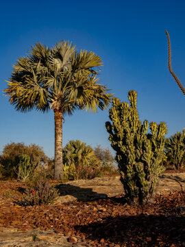 Explore the exotic plants in the garden at Relais de la Reine Hotel in Isalo, Madagascar, showcasing diverse plant varieties in bright sunlight