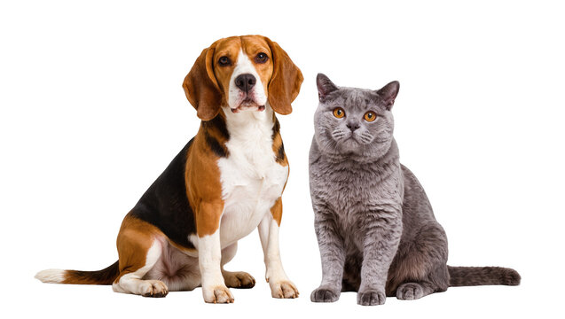 Beagle dog and British Shorthair cat sitting together, isolated on transparent background