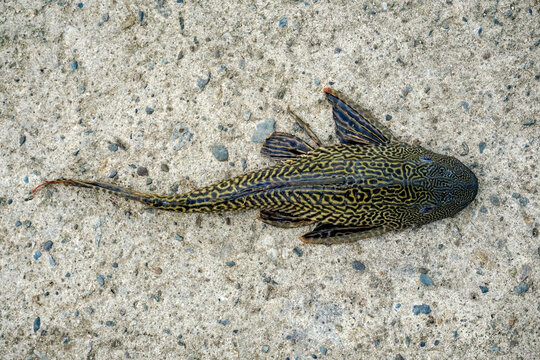 Common Pleco (Hypostomus plecostomus) or Suckermouth Catfish lying on concrete ground near the edge of a river or lake.