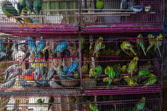 Varied colors of birds in cages displayed for sale on Bird street in Kabul, Afghanistan
