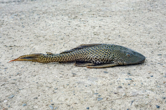 Common Pleco (Hypostomus plecostomus) or Suckermouth Catfish lying on concrete ground near the edge of a river or lake.