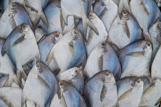 Fresh fish displayed on a market stall in Chittagong, Bangladesh during a busy trading period