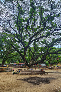 Giant Banyan trees invite visitors to explore the shade in Chittagong, Bangladesh on a clear day