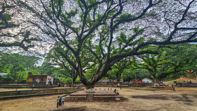 Exploring giant banyan trees in Chittagong with visitors enjoying nature and outdoor activities