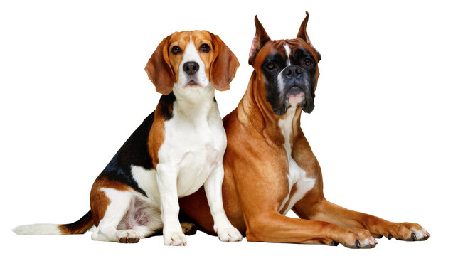 Beagle and Boxer dogs sitting together, isolated on transparent background