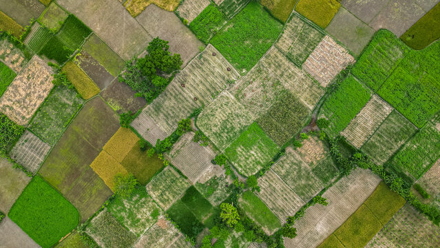 Aerial view of rice paddies near Somapura Mahavihara in Paharpur, Bangladesh showcasing farming land and crop patterns