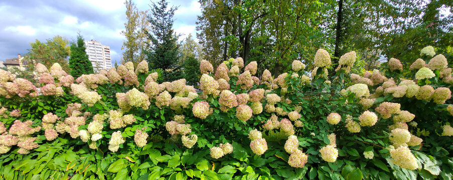 On a cloudy day, a panorama of soft pink panicled hydrangeas in the city garden