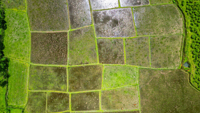 Aerial view shows green fields and waterlogged patches in Sreemangal tea region of Bangladesh during daylight