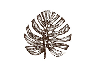 Hand drawn vintage sketch of monstera tropical leaf in botanical engraving style isolated vector illustration © Mariia Mazaeva